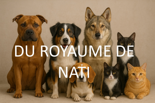 LE ROYAUME DE NATI