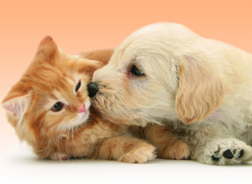 Nounou chiens et chats