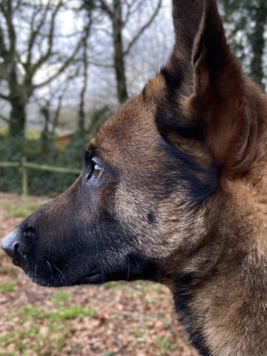 CHENIL DE LA ROCHETTE