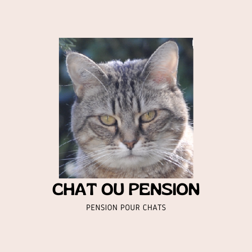 Chat ou Pension